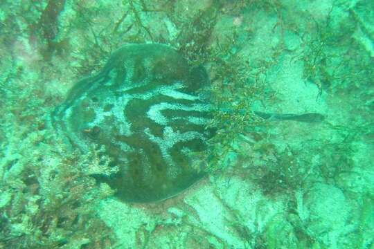 Image of Cortez Round Stingray