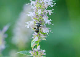 Image of Anthophora terminalis Cresson 1869