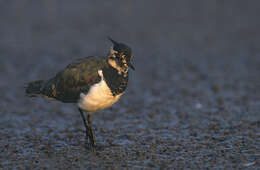 Image of Lapwing