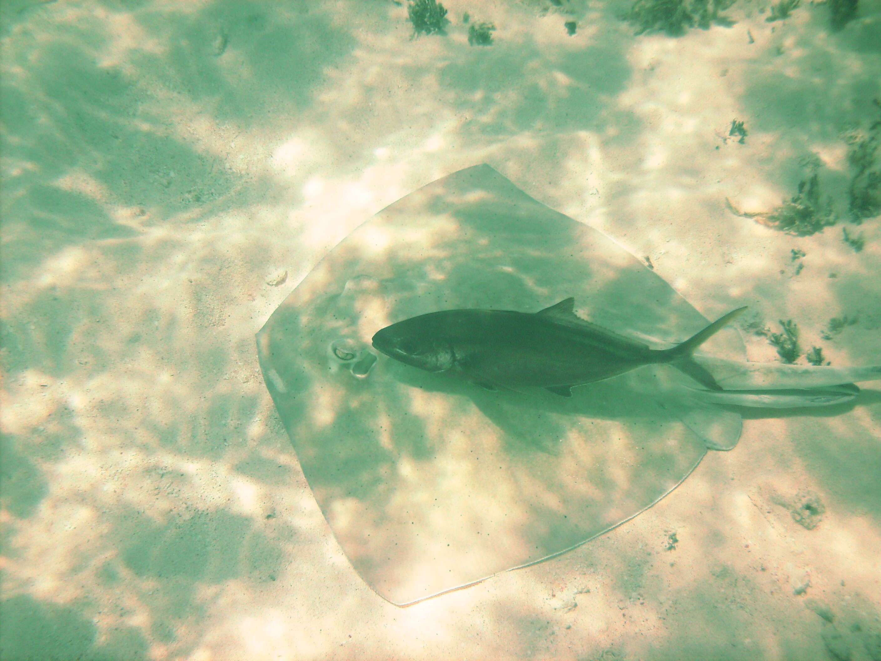 Image of Southern stingray