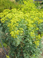 Image of fringed rue