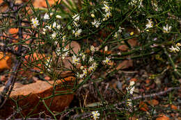 Image of Asparagus divaricatus (Oberm.) Fellingham & N. L. Mey.