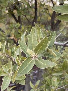 Image of Quercus peninsularis Trel.