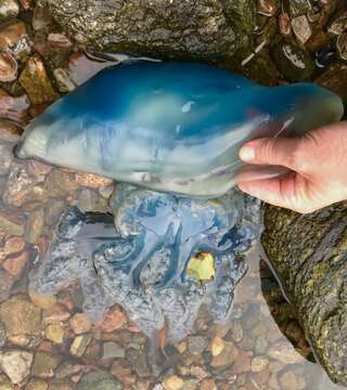 Image of barrel jellyfish