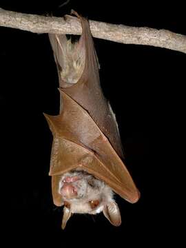 Image of Peters's Epauletted Fruit Bat