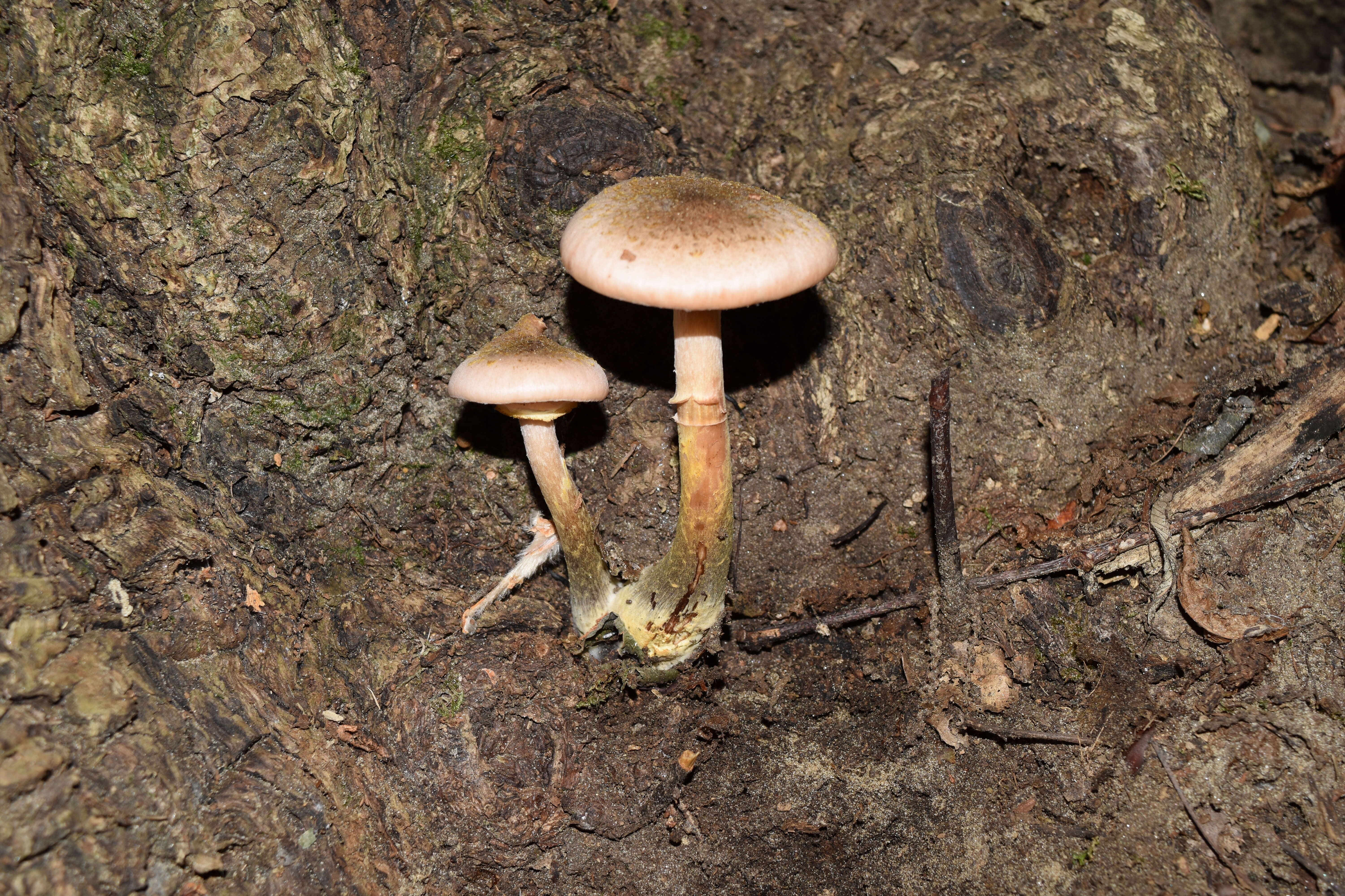 Image of Honey Fungus