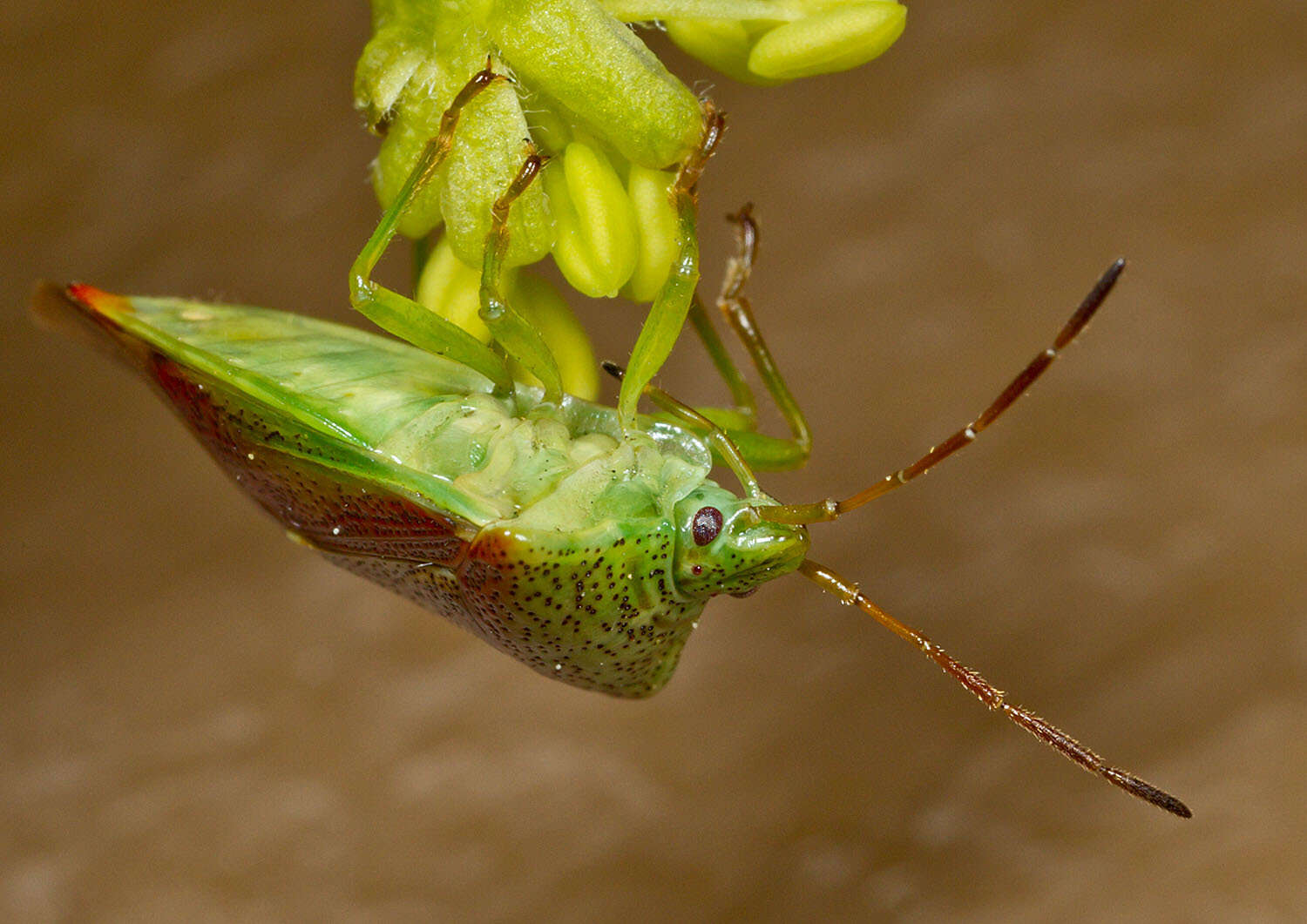 Image of Red-Cross Shield Bug