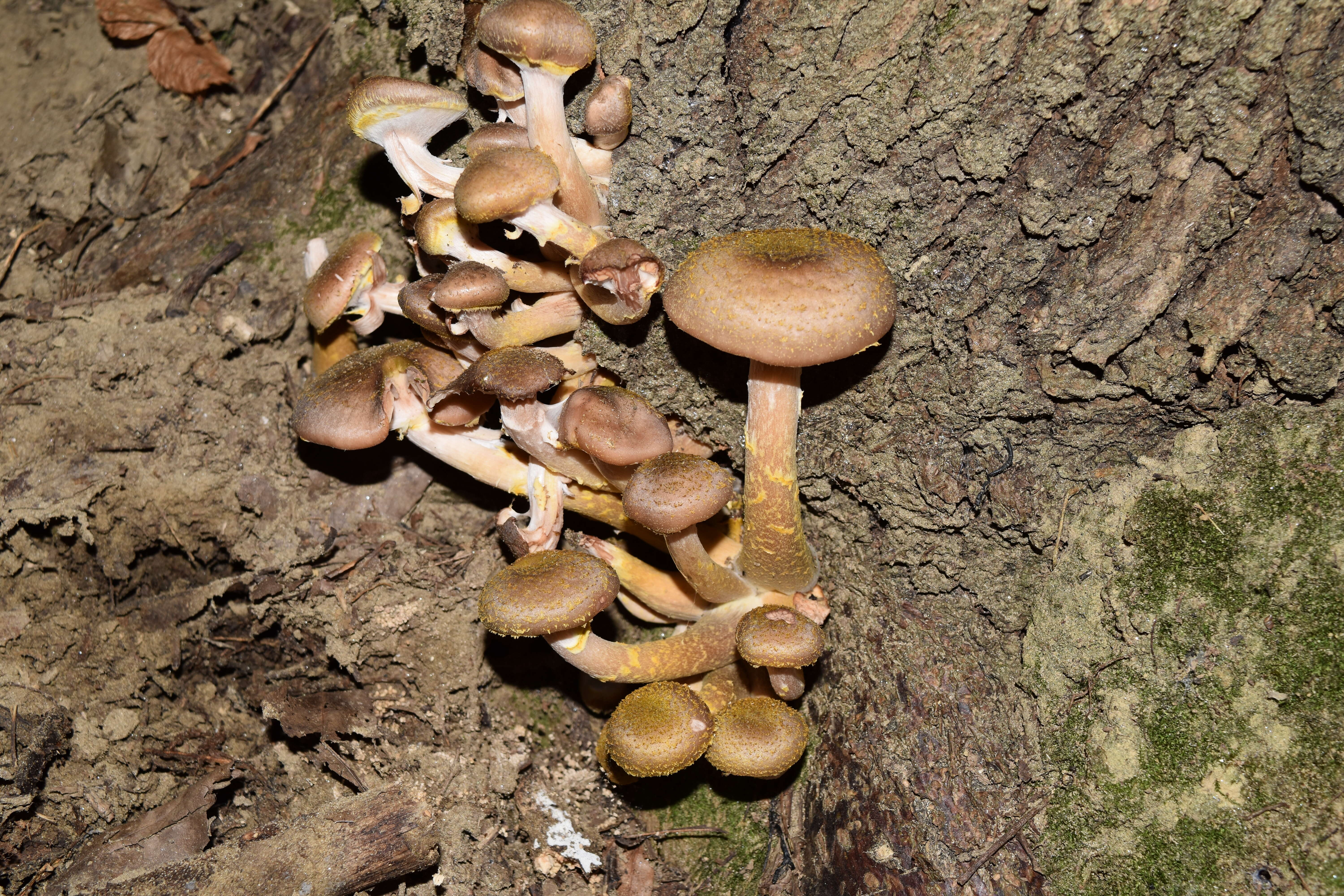 Image of Honey Fungus