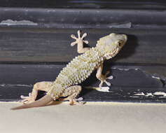 Image of Common Wall Gecko