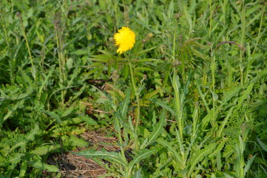 Plancia ëd Sonchus arvensis subsp. arvensis