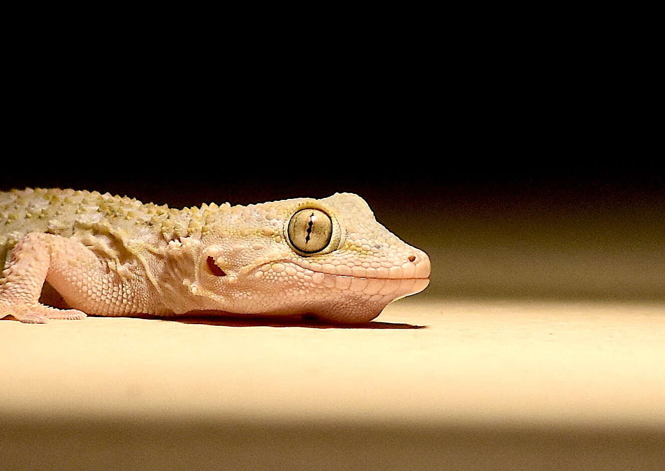 Image of Common Wall Gecko