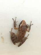 Image of Paulo's Robber Frog