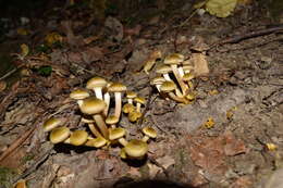 Image of Honey Fungus