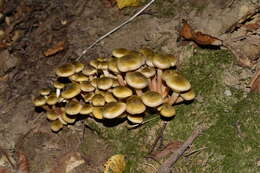 Image of Honey Fungus