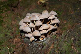 Image of Conocybe rickenii (Jul. Schäff.) Kühner 1935