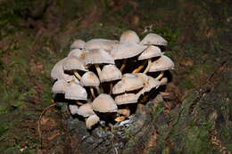 Plancia ëd Conocybe rickenii (Jul. Schäff.) Kühner 1935