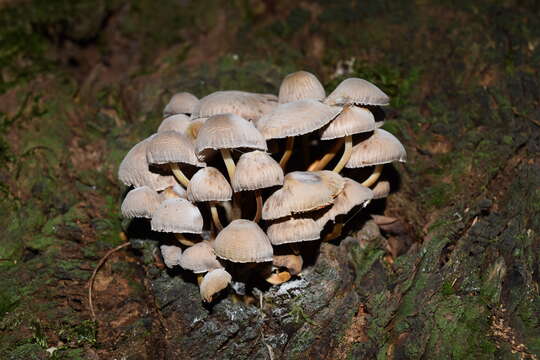 Image de Conocybe rickenii (Jul. Schäff.) Kühner 1935