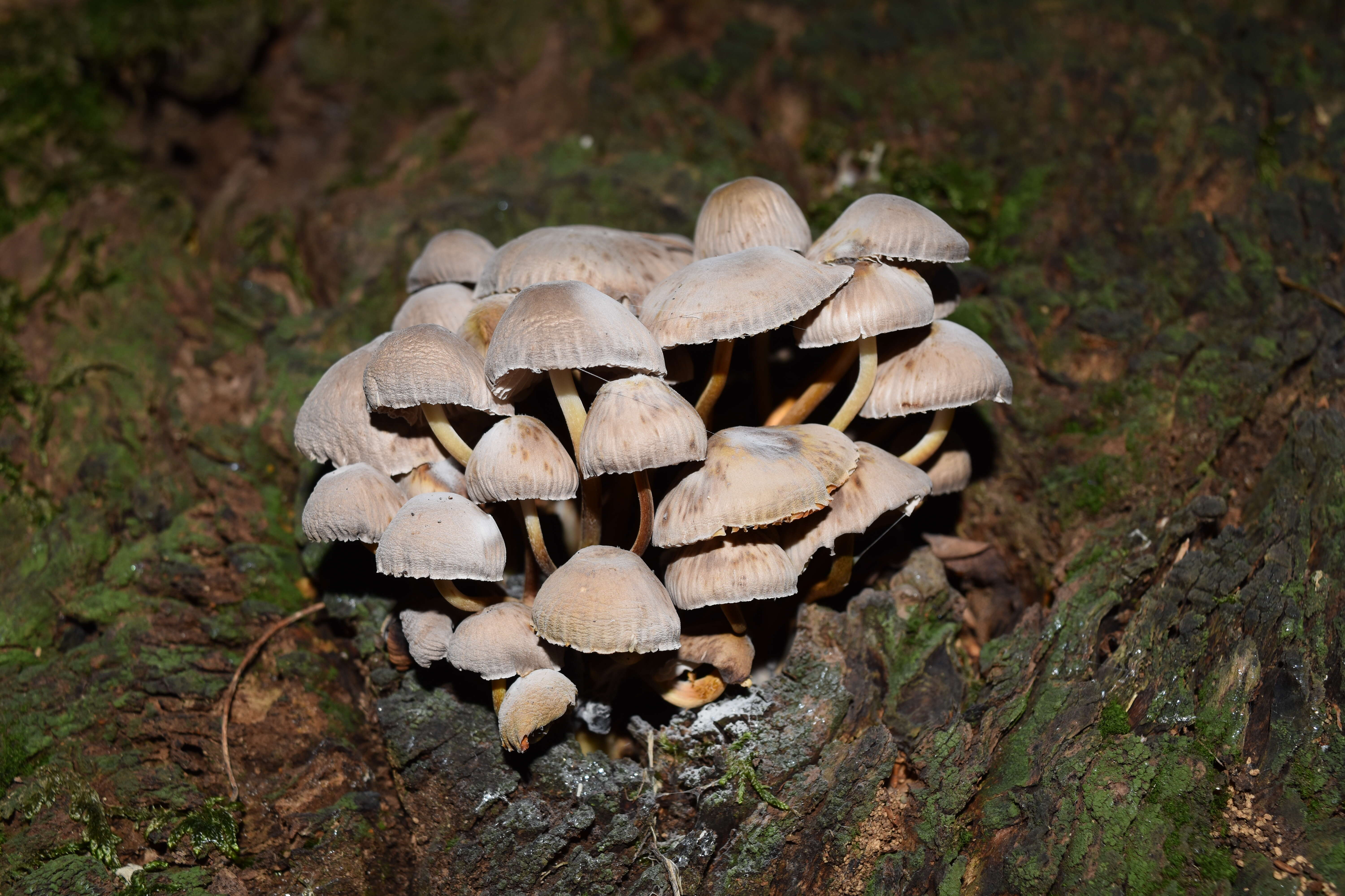 Plancia ëd Conocybe rickenii (Jul. Schäff.) Kühner 1935