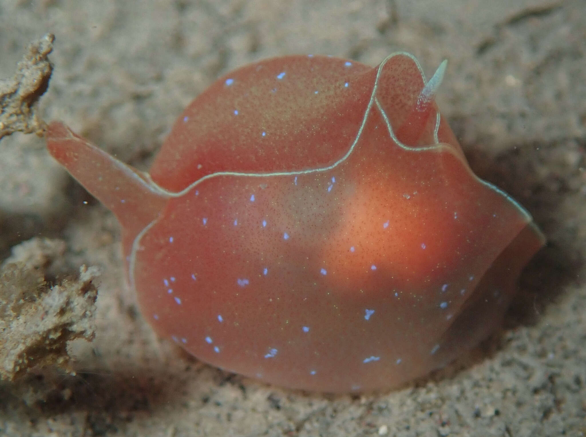 Image of bat-wing sea-slug