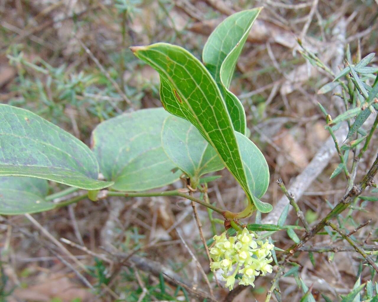 Image of Smilax australis R. Br.