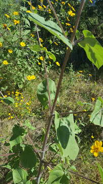 Image of annual bushsunflower