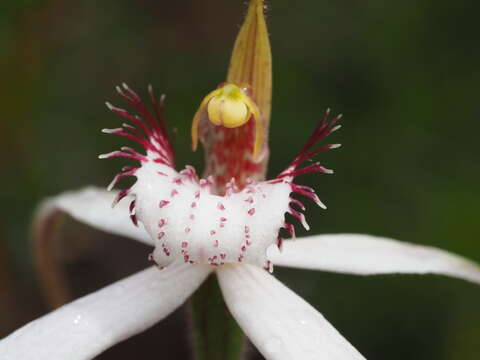 Image of Darling Scarp white spider orchid