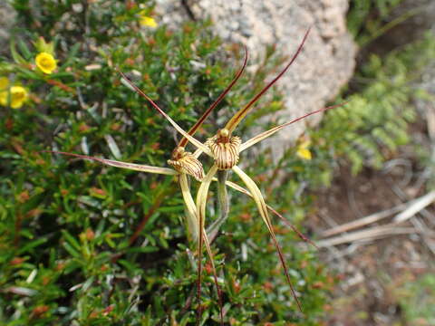 Image of Cape spider orchid