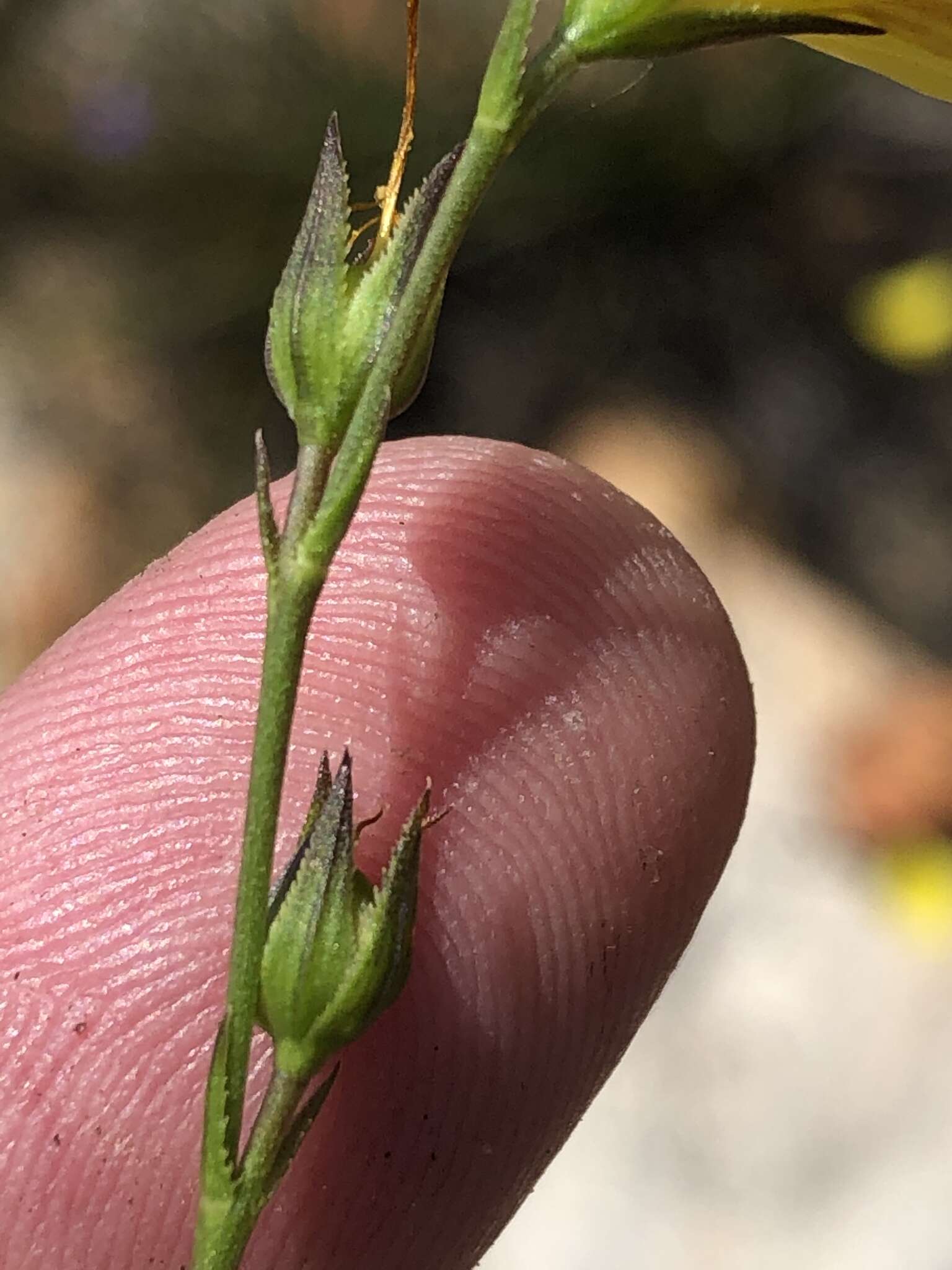 Plancia ëd Linum africanum L.