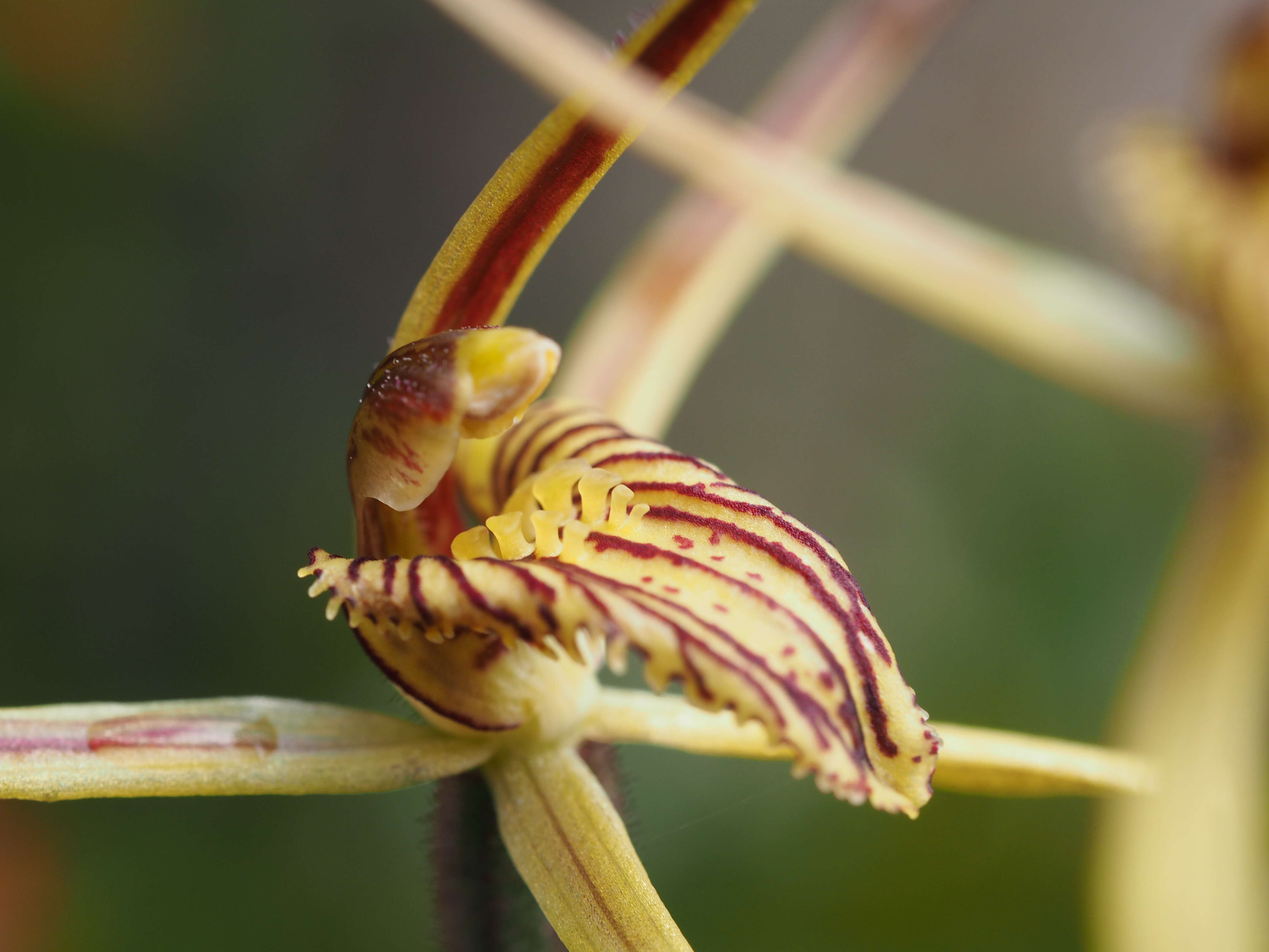 Image of Cape spider orchid