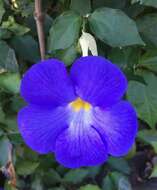 Image de Thunbergia erecta (Benth.) T. Anders.