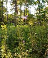 Cirsium engelmannii Rydb.的圖片