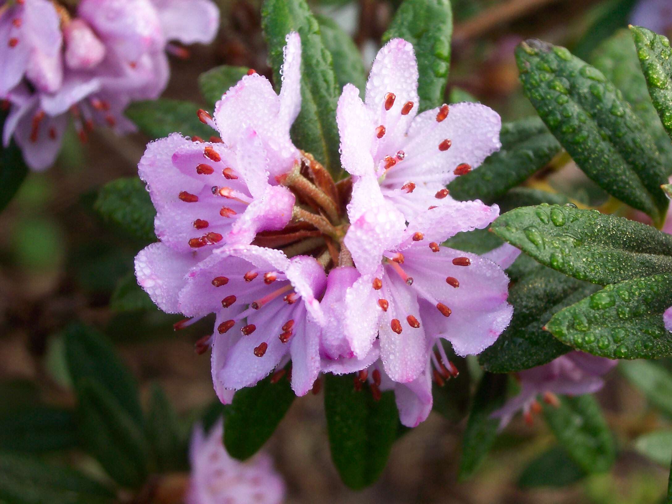 Image of Rhododendron hippophaeoides I. B. Balf. & W. W. Sm.