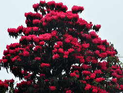 Image of Tree Rhododendron