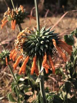 Imagem de Leonotis nepetifolia var. nepetifolia