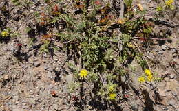 Image of Berkheya pinnatifida subsp. pinnatifida