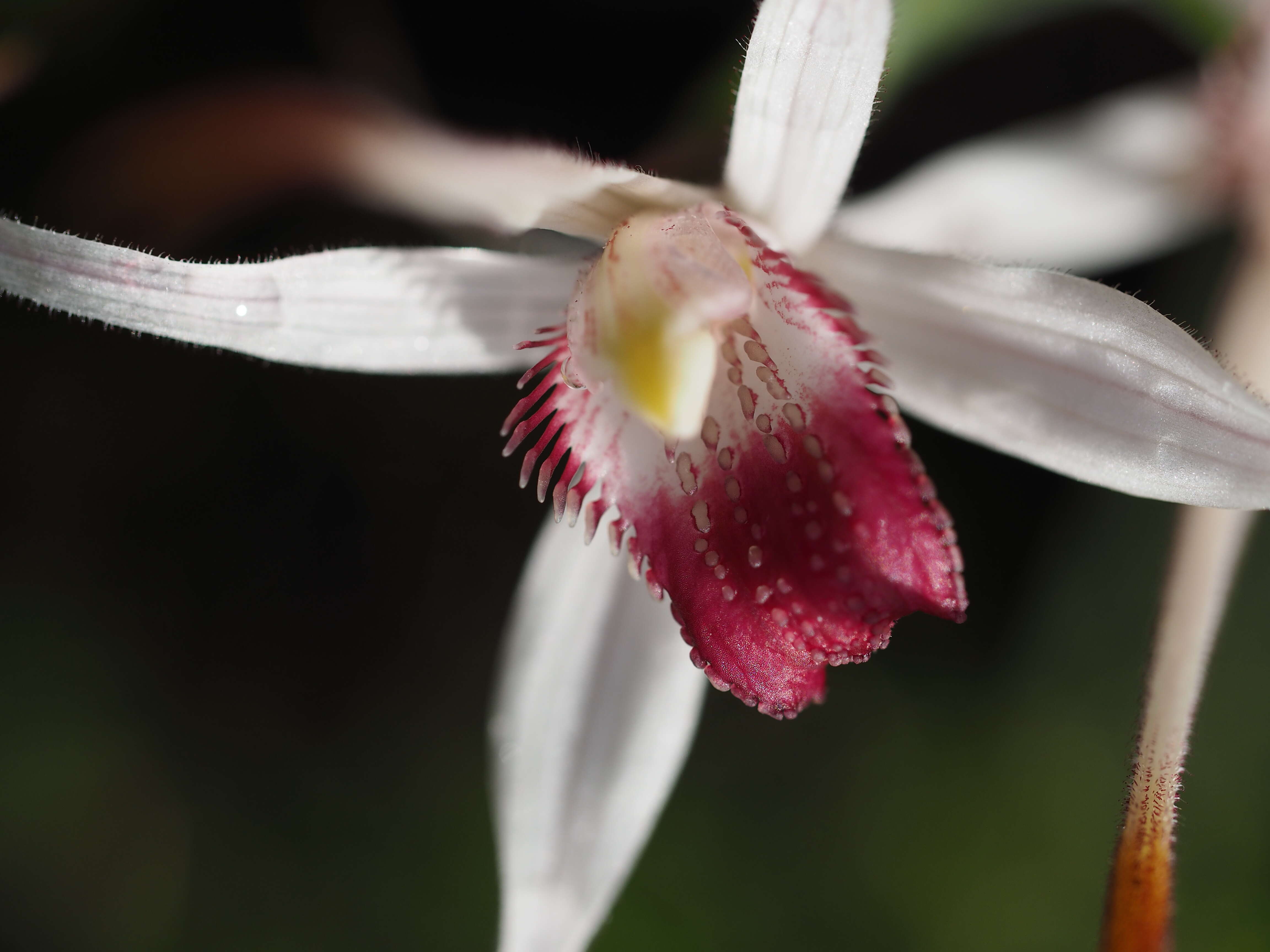 Image of Exotic spider orchid