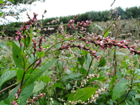 Image of Persicaria tinctoria (Ait.) H. Gross