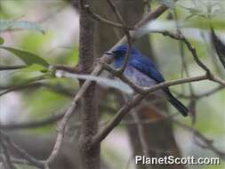 Image of White-bellied Blue Flycatcher