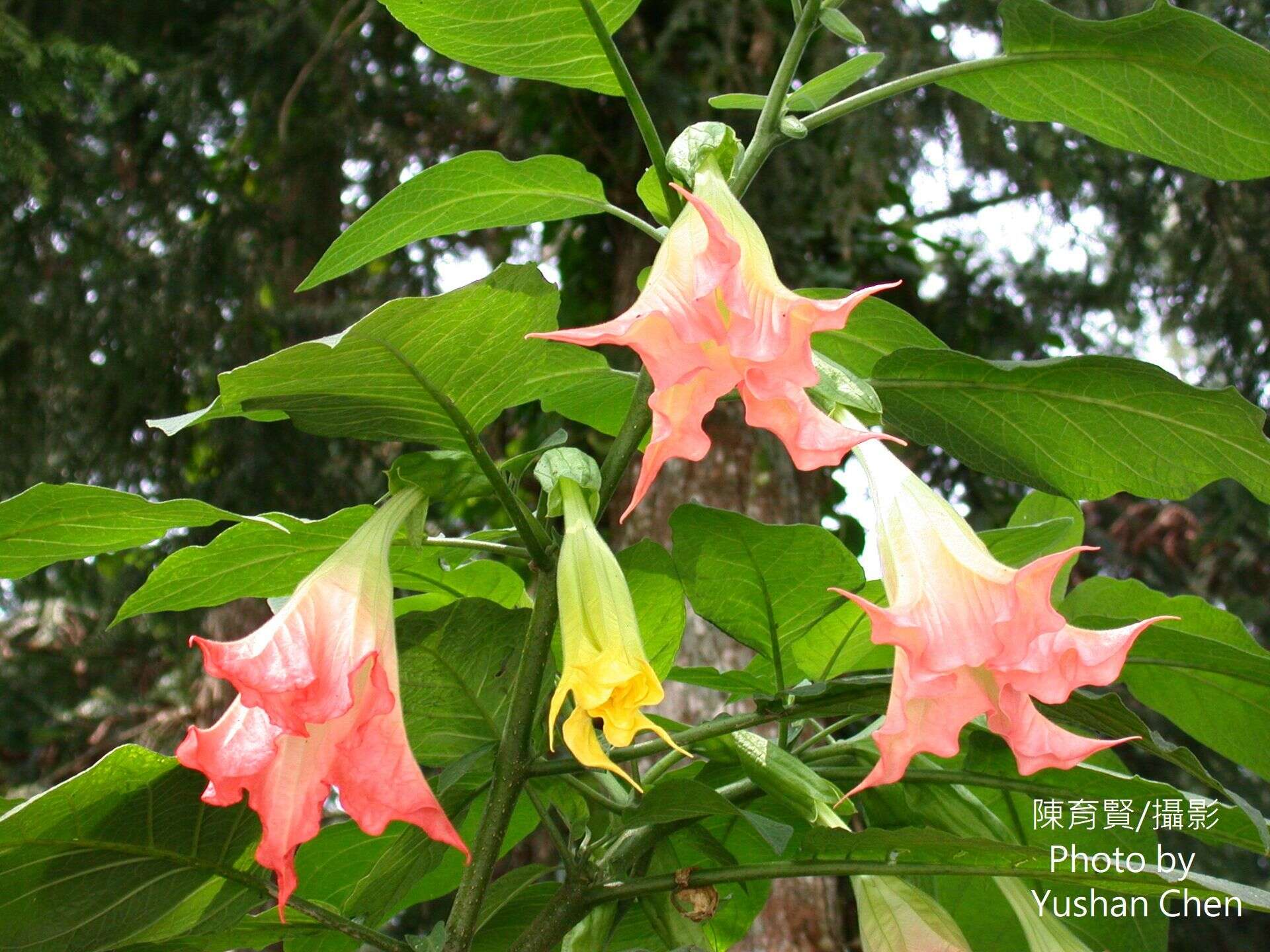 Image de Brugmansia insignis (Barb-Rodr.) T. E. Lockwood ex E. Wade Davis