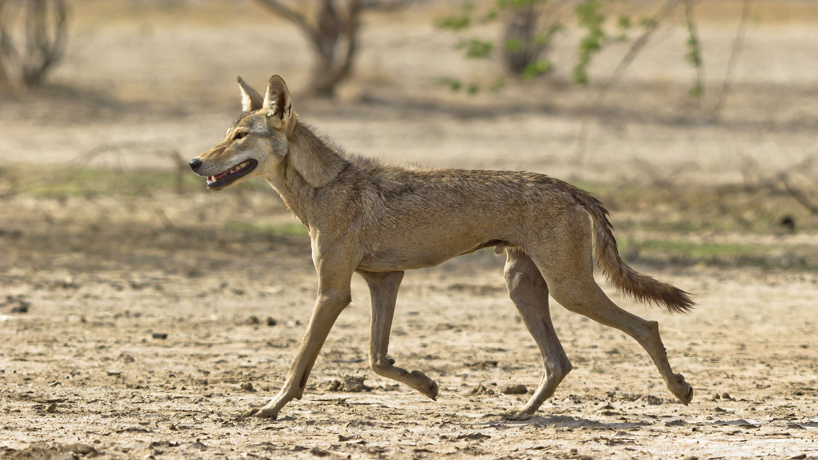 Imagem de Canis lupus pallipes Sykes 1831