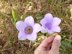 Image of Calolisianthus