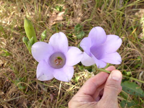 Image of Calolisianthus