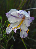 Image of Gladiolus patersoniae F. Bolus