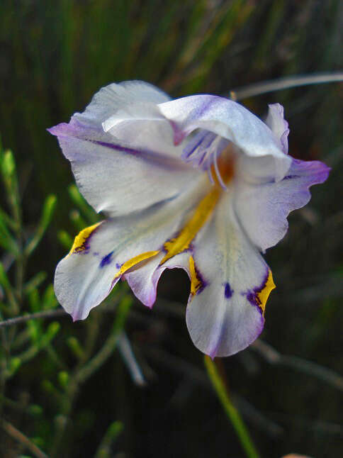 Image of Gladiolus patersoniae F. Bolus