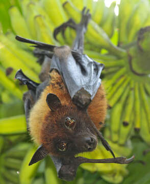 Image of Indian Flying Fox