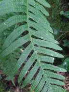 Image of Polypodium interjectum Shivas