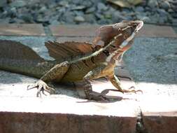 Image of Common Basilisk