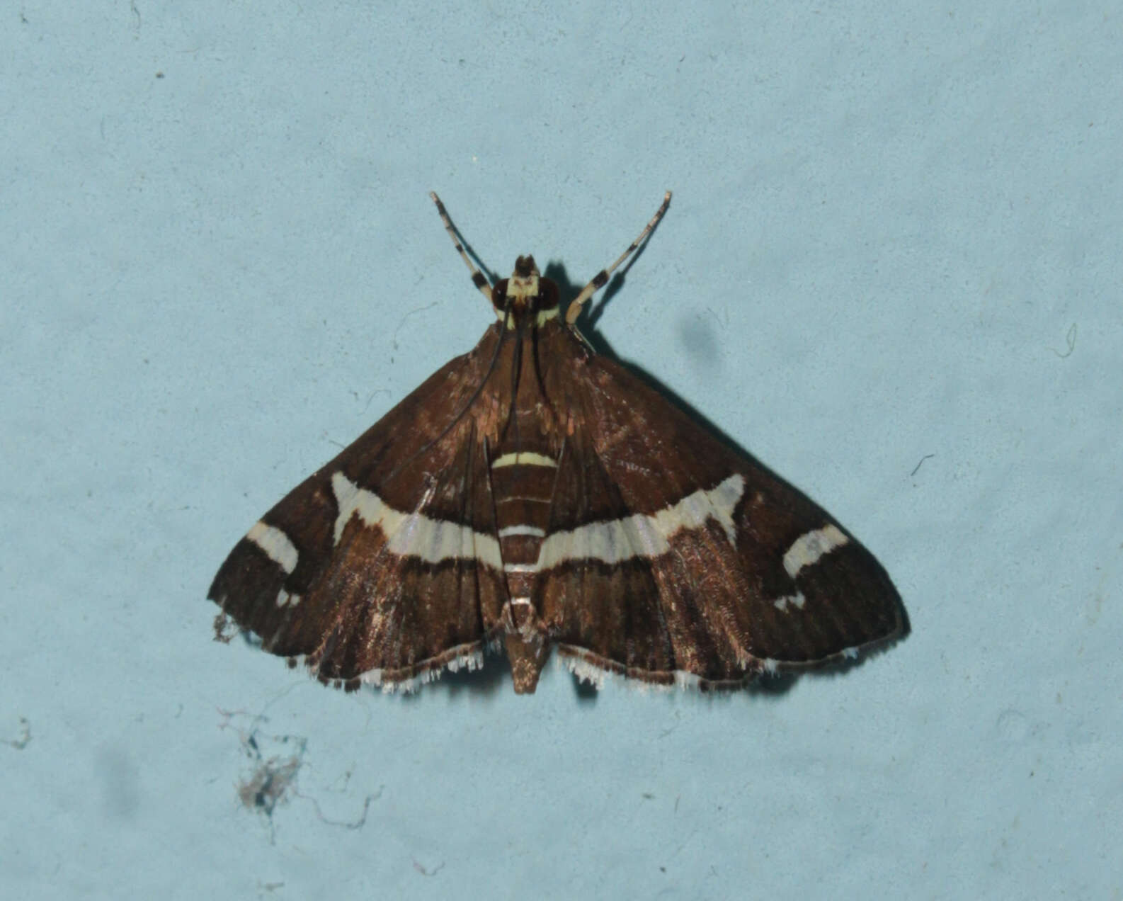 Image of Beet webworm moth