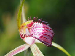 Image of Broad-lipped spider orchid