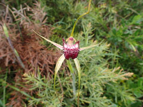 Image of Broad-lipped spider orchid